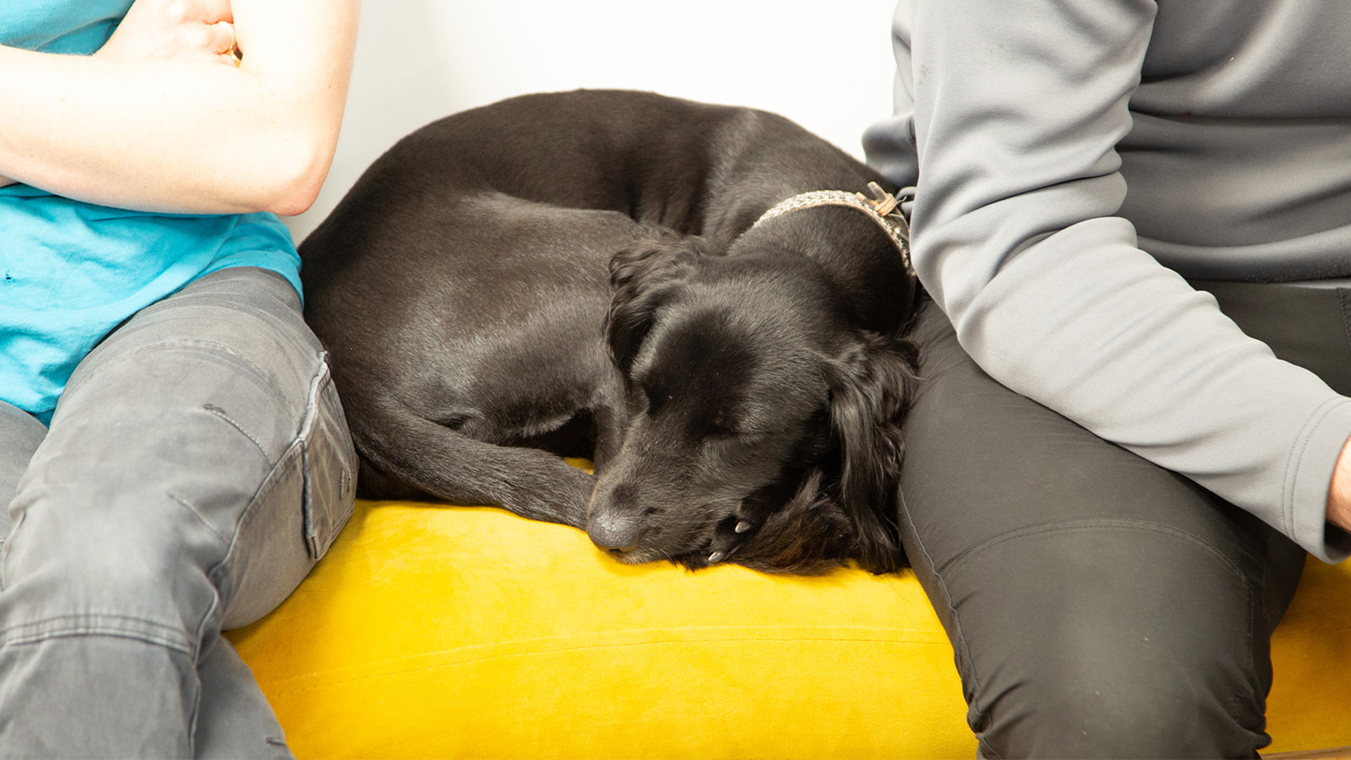 sleeping-dog